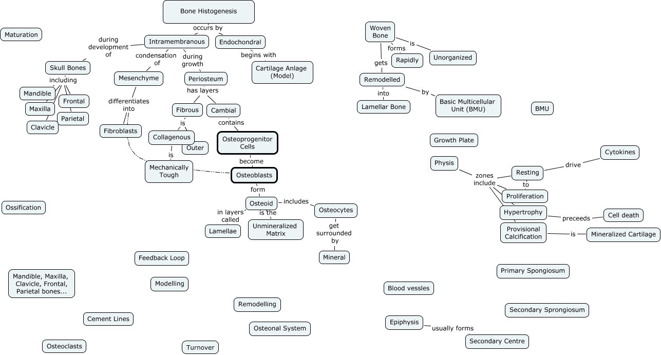 Bone Histogenesis How do bones grow?